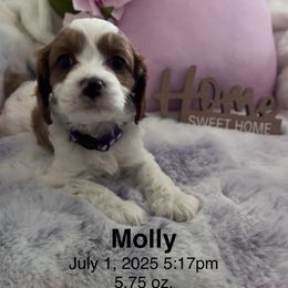 Cavapoo Puppies from Cavapoo Lovebugs