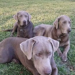 Dilute Retrievers and Labrador Retrievers from Blue Ridge Labs