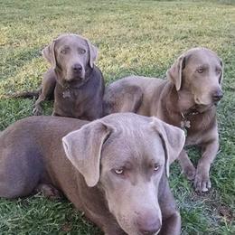 Dilute Retrievers and Labrador Retrievers from Blue Ridge Labs