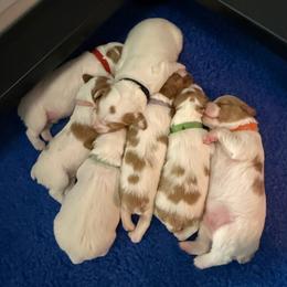 Girl 3 - White and orange female Brittany puppy in Northbrook, Illinois from Endellion Brittany’s