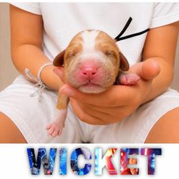WICKET - Red  male Goldendoodle puppy in Minneapolis, Minnesota from The Golden Roo