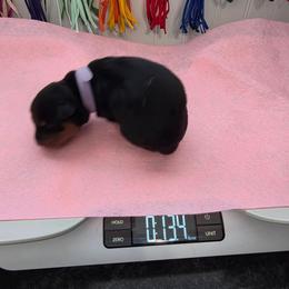 Purple girl - Black and mahogany female Rottweiler puppy in Lebanon, Oregon from SOUTH SANTIAM ROTTWEILERS