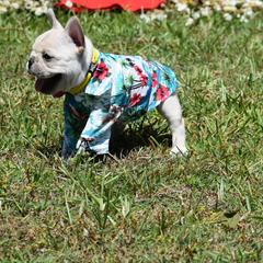 Girl 1 - Cream French Bulldog puppy in Deltona, Florida from MacArthur French AdoraBulls