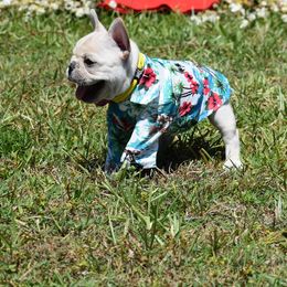 Girl 1 - Cream French Bulldog puppy in Deltona, Florida from MacArthur French AdoraBulls