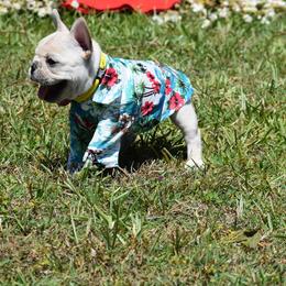 Girl 1 - Cream French Bulldog puppy in Deltona, Florida from MacArthur French AdoraBulls
