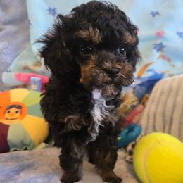 Eli - Phantom male Poodle puppy in Wittmann, Arizona from Marlees Puppies 1