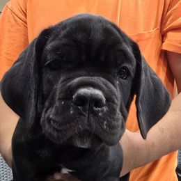 Purple Collar Girl - AKC and ICCF - Black female Cane Corso puppy in Gorman, Texas from McOmber Country Kennels