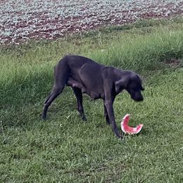 Weimaraner Puppies from Georgia Line Weimaraners