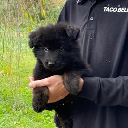 Puppy 1 - Bi-color male German Shepherd puppy in Bluff City, Tennessee from What a Heart Wants