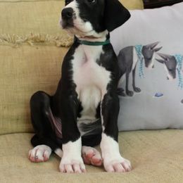 Great Dane Puppies from Stardust Danes