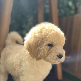 French Bulldog and Poodle Puppies from KAI Kennels