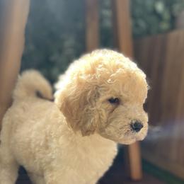 French Bulldog and Poodle Puppies from KAI Kennels