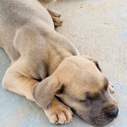 Girl 1 - Fawn female Great Dane puppy in Devine, Texas from Texas Devine Danes & Aussies