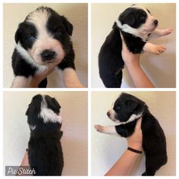Onyx - Black tri-color male Australian Shepherd puppy in Iola, Texas from MK Aussies