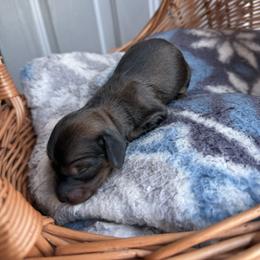 Mardi - Red female Dachshund puppy in Pontotoc, Mississippi from Toddy Kennels
