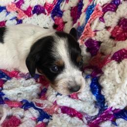 Dachshund Puppies from LPS weenies