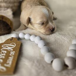 Gunner - Cream male Havanese puppy in Trinity, Alabama from Tooties Cuties Havanese