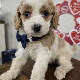 Philip - Blenheim male Cavapoo puppy in Truckee, California from Heavenly Goldendoodles