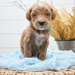 Timon - Light Blue Collar - Apricot male Goldendoodle puppy in Arlington, Washington from Anderson Goldendoodles