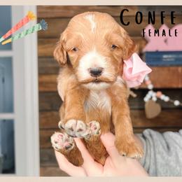 Confetti - Red  female Goldendoodle puppy in Hilton, New York from The House of Goldendoodle