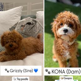 Cavapoo puppies from SoCal Cavapoo's