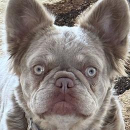 Sophie - French Bulldog