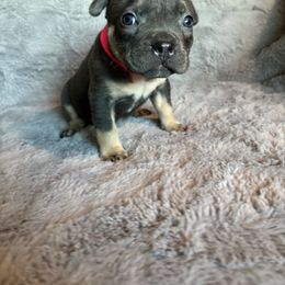 Agatha - Blue tri-color female American Bully puppy in Fairbanks, Alaska from Alaska Rose Kennels