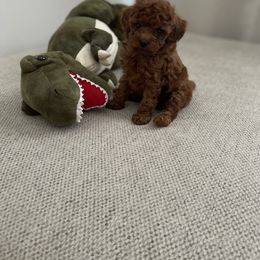 Poodle Puppies from Pups and Paws Toy Poodles