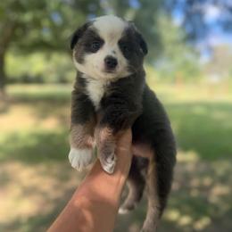 Dusty - Black tri male Toy Australian Shepherd puppy in Greensboro, North Carolina from Rambling L Toy& Mini Aussies