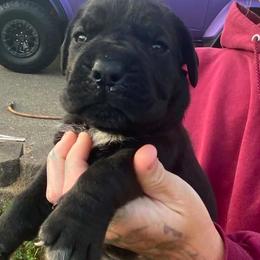 Girl 2 - Black female Cane Corso puppy in Olympia, Washington from Grayling Dawn Cane Corso