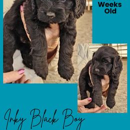 Solid Black Male - Black male Cockapoo puppy in Stayton, Oregon from MoSa Ranch Cockapoos