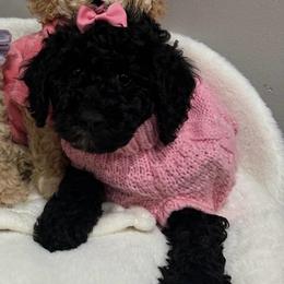 Buttercup - Black female Poodle puppy in Matteson, Illinois from Chitownpupz