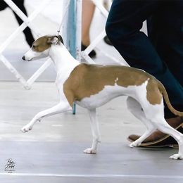 Italian Greyhounds from Nautica Wildhart
