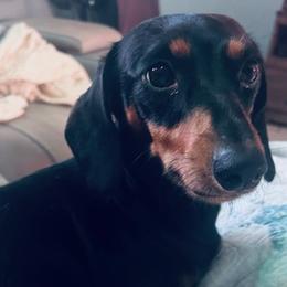 Duke - Dachshund