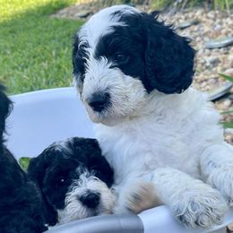 Sheepadoodle Puppies from Tampa Sheepadoodles