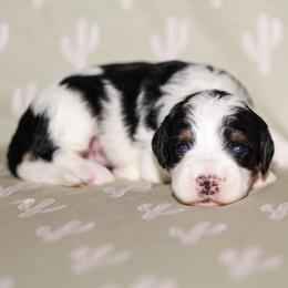 Cove - Tri-color male Bernedoodle puppy in Gilbert, Arizona from Safe Havynn Doodles