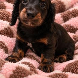 Kit kat - Brindle female Dachshund puppy in Norco, California from Norco dachshunds