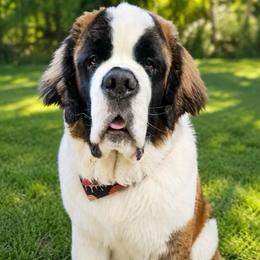 Green Collar - Brown and white male Saint Bernard puppy in New York from Johnson Farms