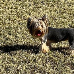 Dallas - Yorkshire Terrier