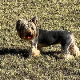 Dallas - Yorkshire Terrier