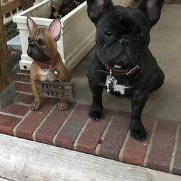 Bullmastiffs and French Bulldogs from Brick Wall Bullies