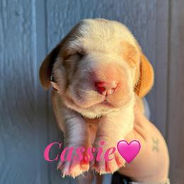 Cassie - Lemon and white female Basset Hound puppy in New Mexico from Long Dog Ranch