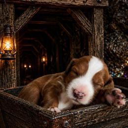 Grumpy (7 dwarfs theme) - Red  male Goldendoodle puppy in Ozark, Missouri from Halo Doodles