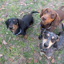 Dachshunds from K8’s Dachshunds