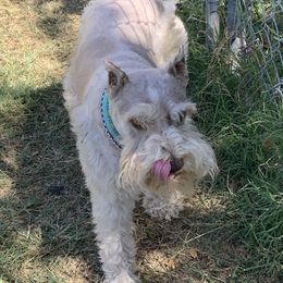 Rooster Cogburn - Miniature Schnauzer