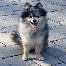 Mason - Pomeranian
