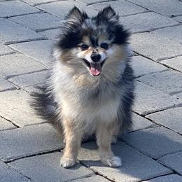 Mason - Pomeranian