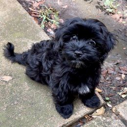 Sassy - Havanese