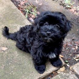 Sassy - Havanese