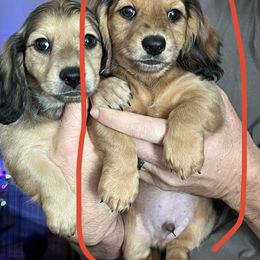 Rusty Dapple - Dapple male Dachshund puppy in Prescott, Arizona from Dachshund Family Love Breeders